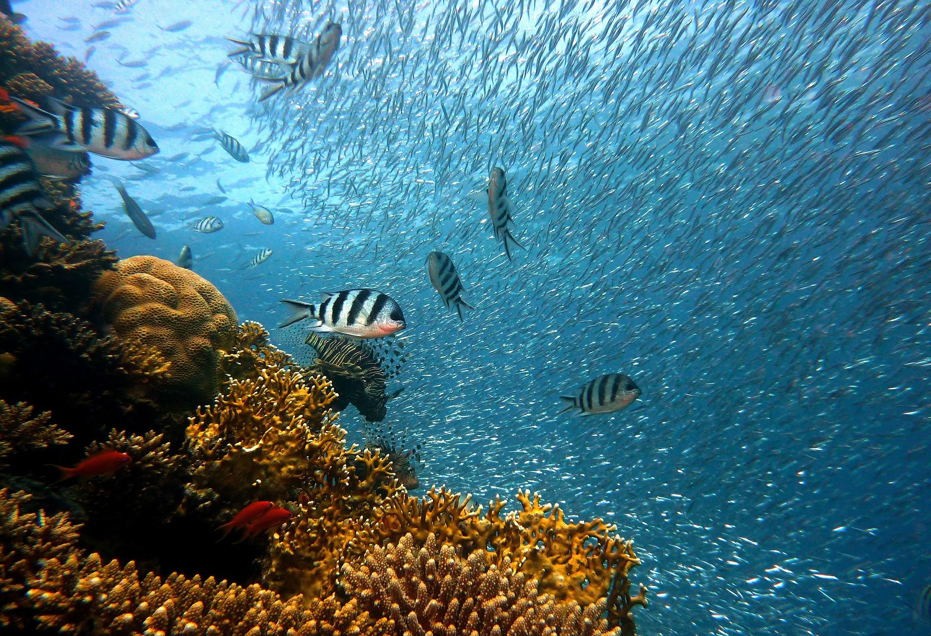 Corona - fiskestime - havet - koral
